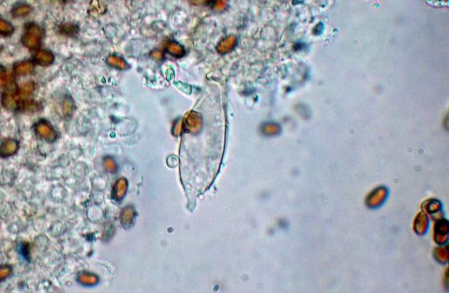 Psathyrella laevissima     (Romagn.)     Singer